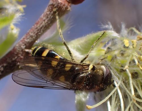Melangyna lasiophthalma